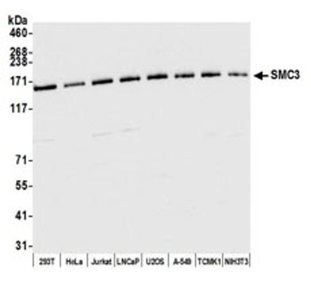 Detection of human and mouse SMC3 by western blot.