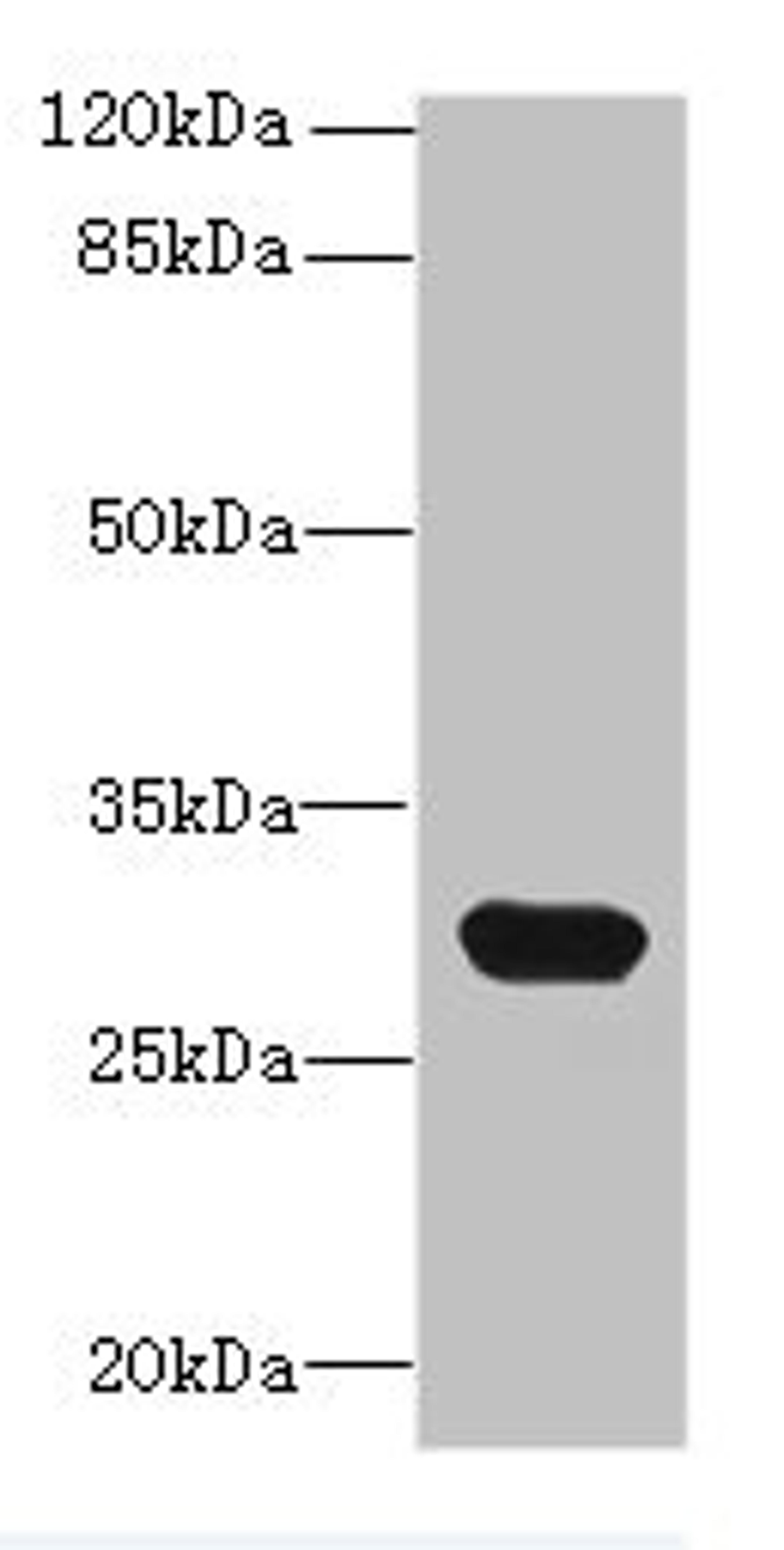 Western blot. All lanes: C1QTNF6 antibody at 8ug/ml + Mouse brain tissue. Secondary. Goat polyclonal to rabbit IgG at 1/10000 dilution. Predicted band size: 29, 31, 18 kDa. Observed band size: 29 kDa. 