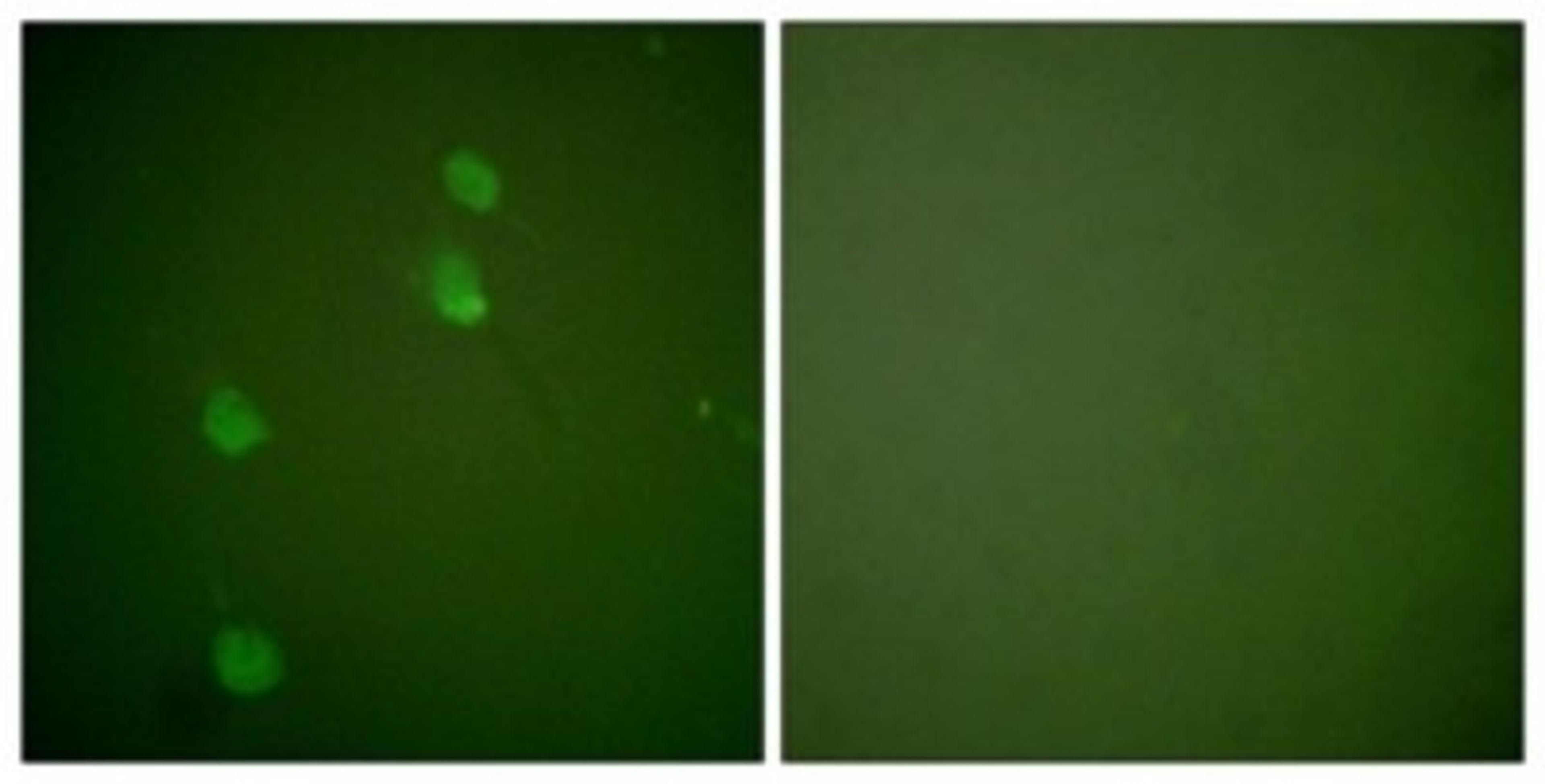 Immunocytochemistry/Immunofluorescence: Cullin 2 Antibody [NBP1-67535] - Analysis of NIH-3T3 cells, using Cullin 2 Antibody. The picture on the right is treated with the synthesized peptide.