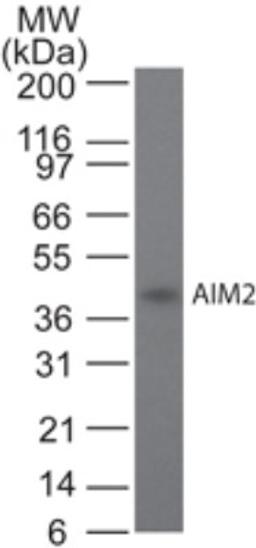 Western Blot: AIM2 Antibody (10M5G5) [NBP2-27354] - Analysis using AIM2 antibody. Recombinant human AIM2 probed with AIM2 antibody at 2 ug/ml.