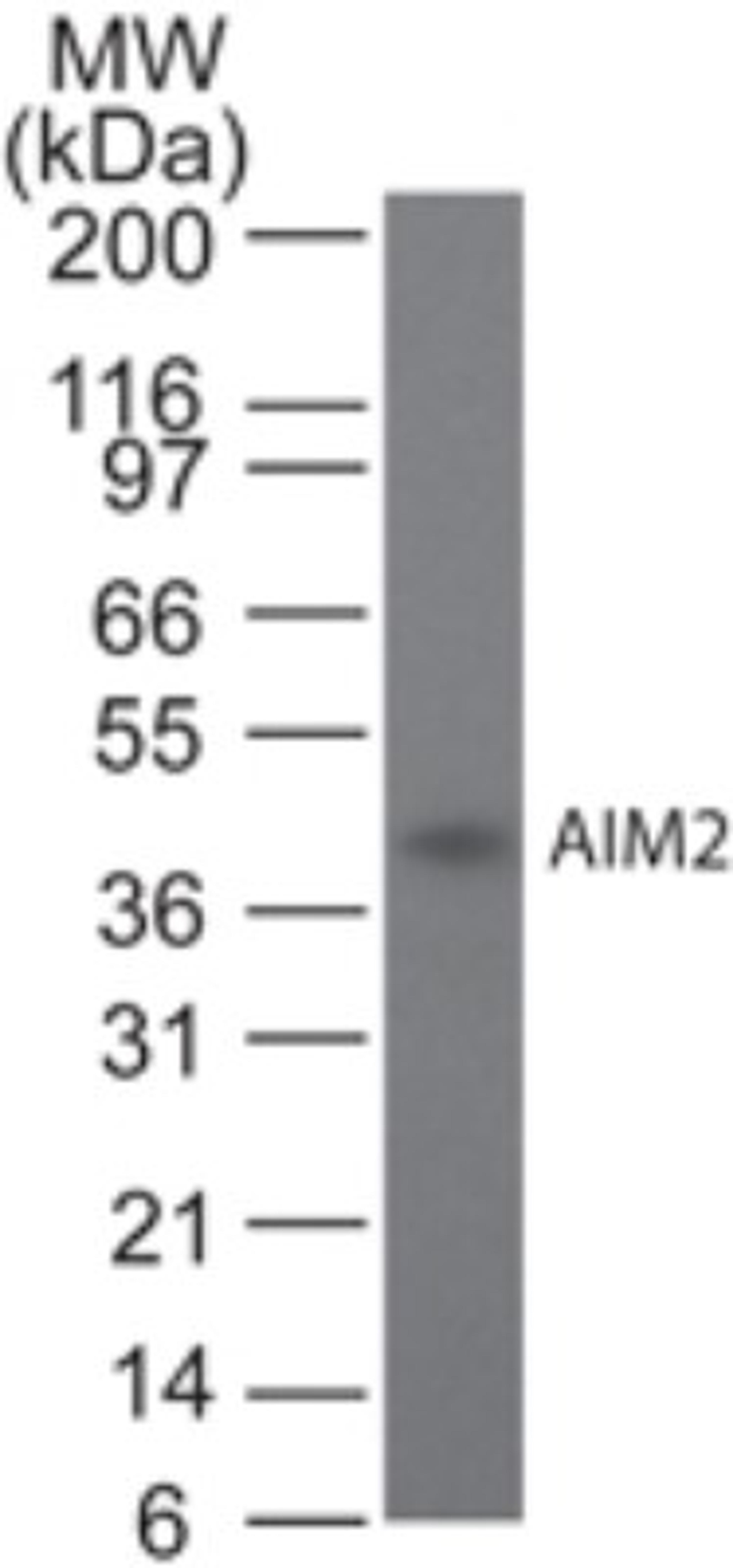 Western Blot: AIM2 Antibody (10M5G5) [NBP2-27354] - Analysis using AIM2 antibody. Recombinant human AIM2 probed with AIM2 antibody at 2 ug/ml.