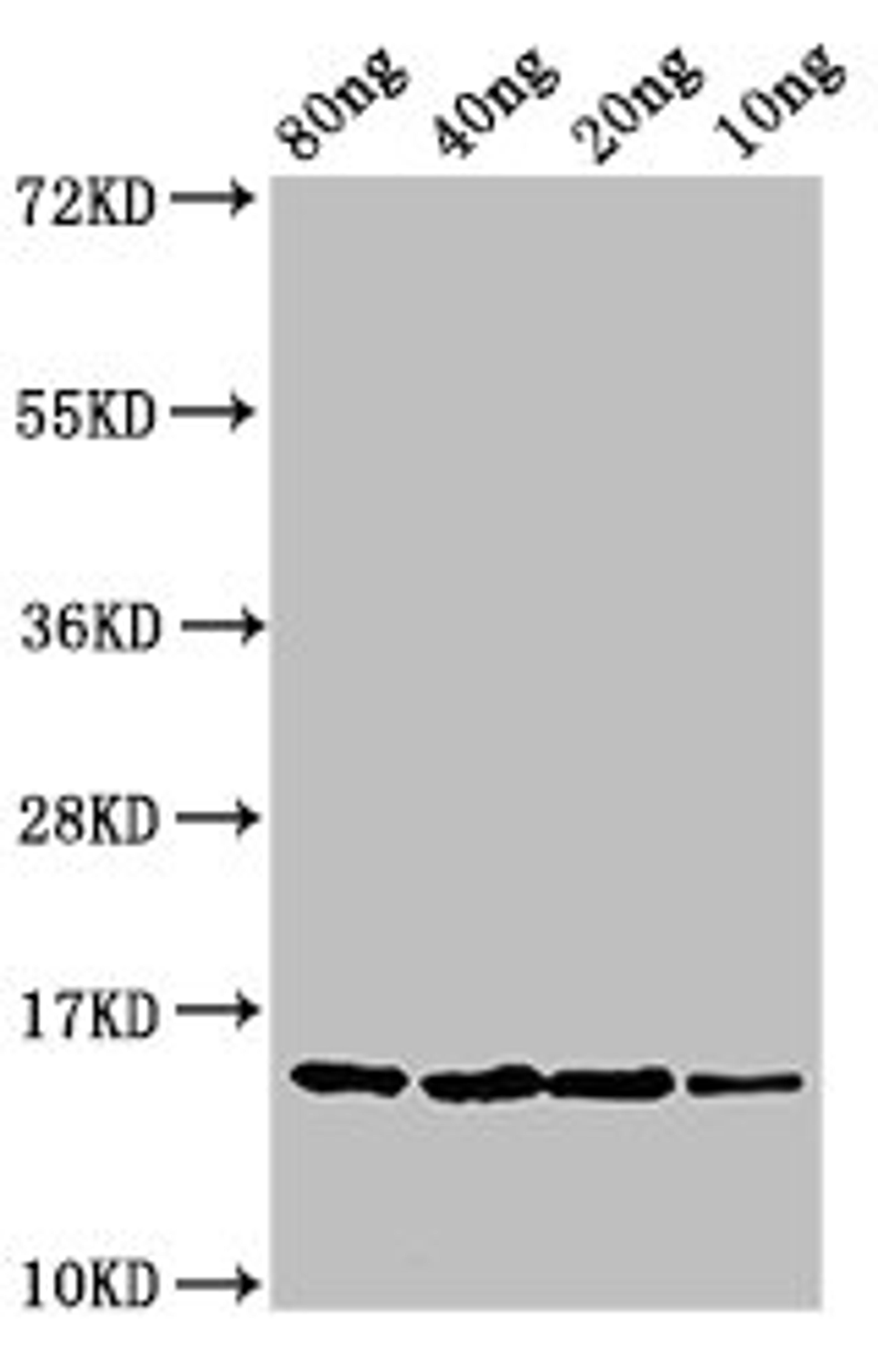 Western Blot. Positive WB detected in Recombinant protein. All lanes: yebF antibody at 2.7ug/ml. Secondary. Goat polyclonal to rabbit IgG at 1/50000 dilution. Predicted band size: 15 kDa. Observed band size: 15 kDa.