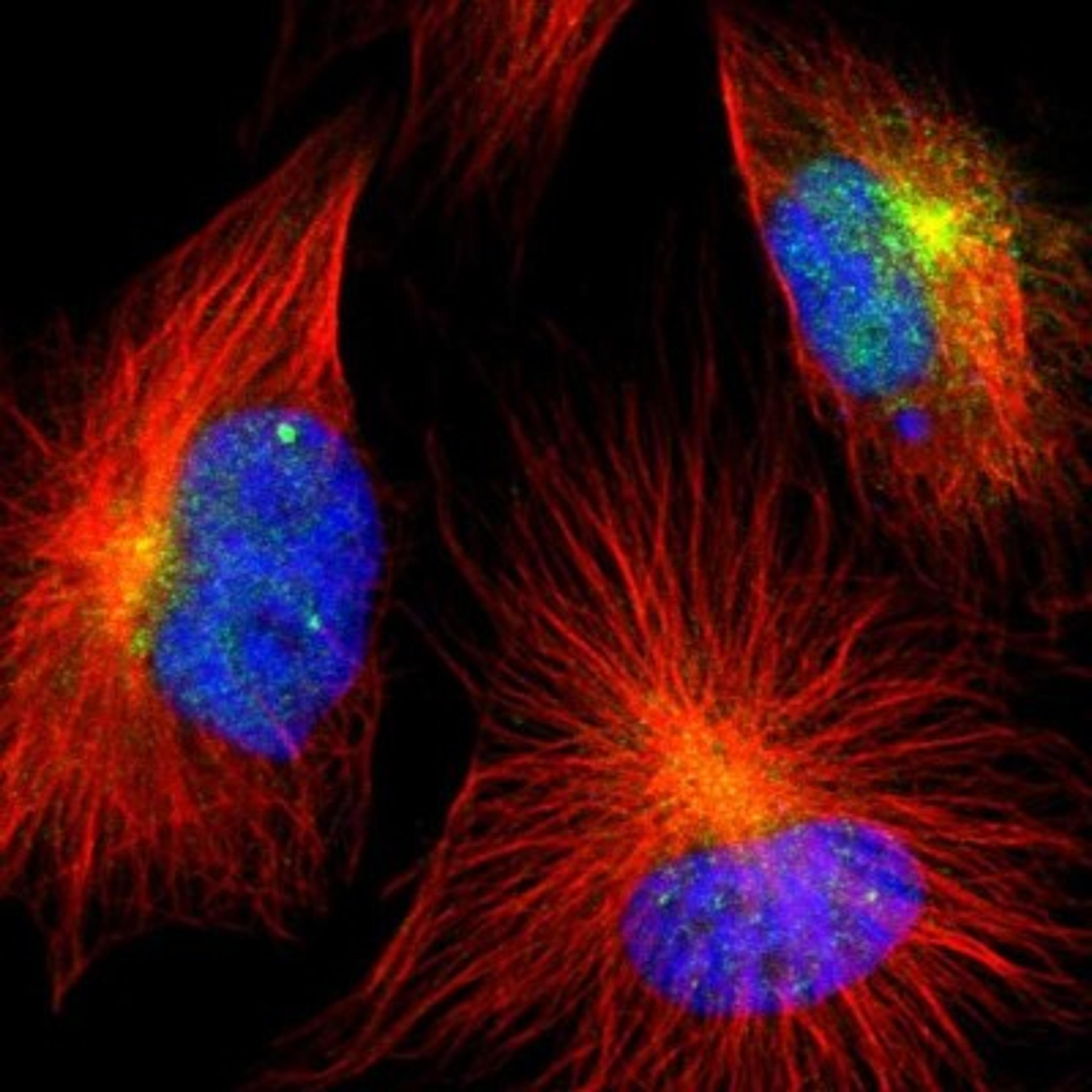 Immunocytochemistry/Immunofluorescence: CD39L4/ENTPD5 Antibody [NBP1-85751] - Immunofluorescent staining of human cell line U-251MG shows positivity in cytoplasm.