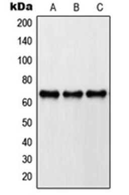 Western blot analysis of A431 (Lane 1), HeLa (Lane 2), NIH3T3 (Lane 3) whole cell lysates using PXN antibody