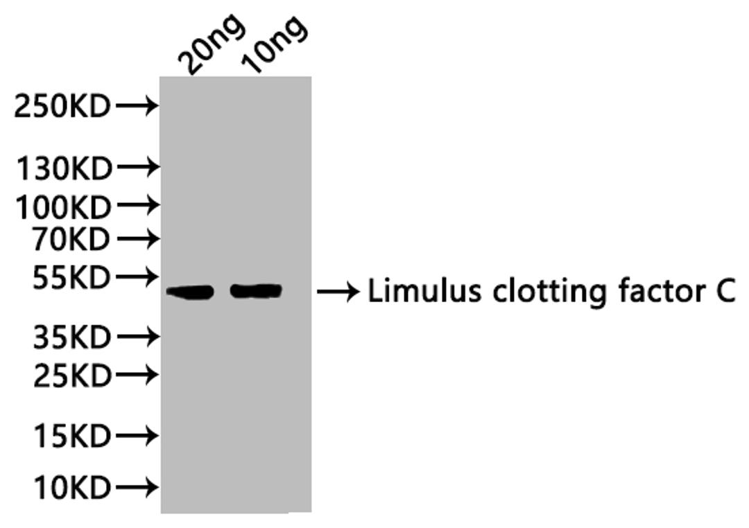 Western Blot. Positive WB detected in: recombinant protein. All lanes:Limulus clotting factor C Antibody at 1:1000. Secondary. Goat polyclonal to rabbit IgG at 1/20000 dilution. Predicted band size: 43 kDa. Observed band size: 43 kDa. 