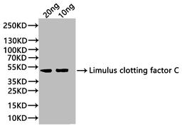 Western Blot. Positive WB detected in: recombinant protein. All lanes:Limulus clotting factor C Antibody at 1:1000. Secondary. Goat polyclonal to rabbit IgG at 1/20000 dilution. Predicted band size: 43 kDa. Observed band size: 43 kDa. 
