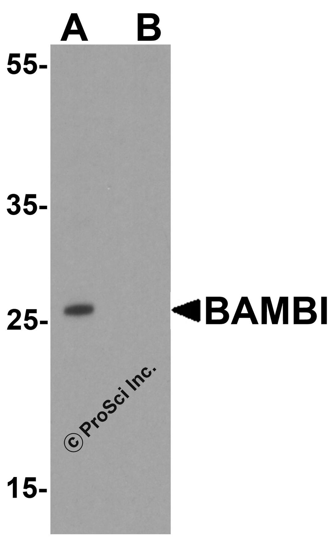 Western blot analysis of BAMBI in mouse lung tissue lysate with BAMBI antibody at 1 μg/ml in (A) the absence and (B) the presence of blocking peptide.