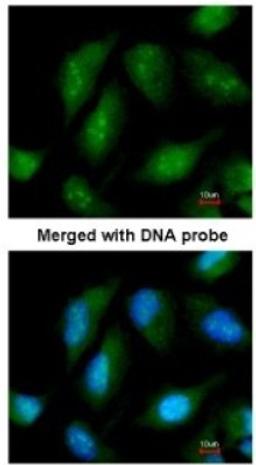 Immunocytochemistry/Immunofluorescence: NR0B1 Antibody [NBP1-32832] - Paraformaldehyde-fixed HeLa, using antibody at 1:200 dilution.