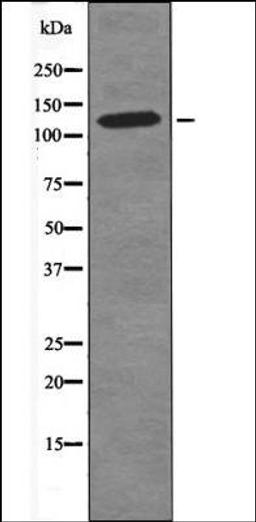 Western blot analysis of LOVO whole cell lysates using MAP4 -Phospho-Ser696- antibody