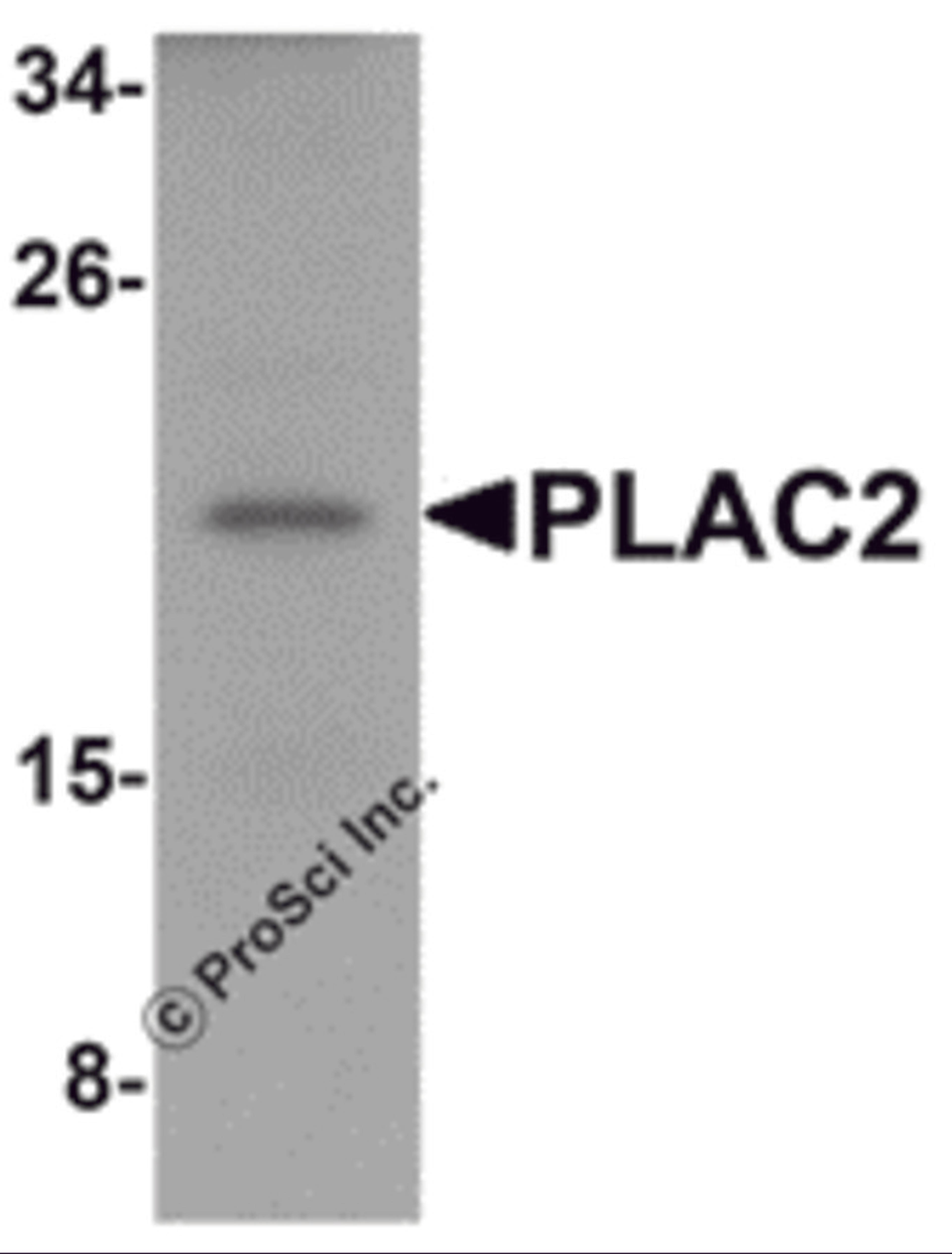 Western blot analysis of PLAC2 in HeLa cell lysate with PLAC2 antibody at 1 μg/mL.