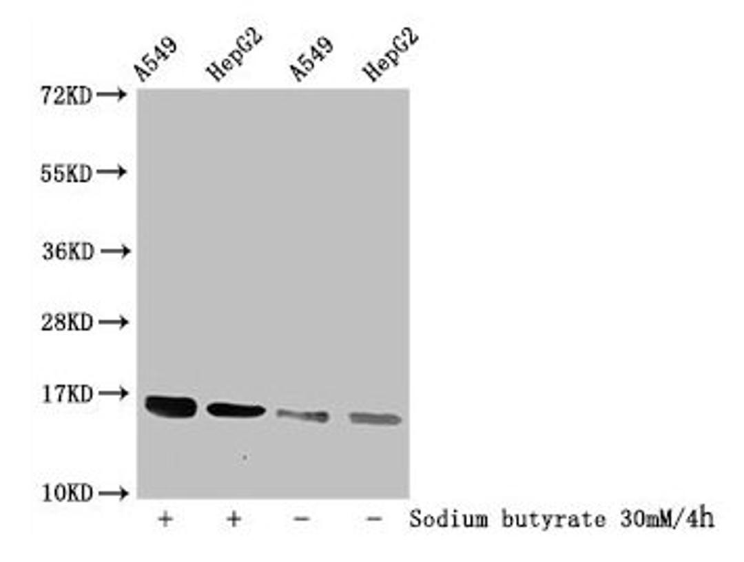 Western Blot. Detected samples: A549 whole cell lysate, HepG2 whole cell lysate; Untreated (-) or treated (+) with 30mM sodium butyrate for 4h. All lanes: HIST1H3A antibody at 1:100. Secondary. Goat polyclonal to rabbit IgG at 1/50000 dilution. Predicted band size: 16 kDa. Observed band size: 16 kDa