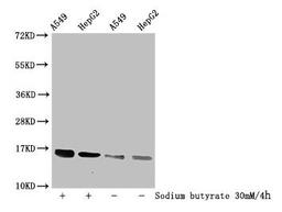 Western Blot. Detected samples: A549 whole cell lysate, HepG2 whole cell lysate; Untreated (-) or treated (+) with 30mM sodium butyrate for 4h. All lanes: HIST1H3A antibody at 1:100. Secondary. Goat polyclonal to rabbit IgG at 1/50000 dilution. Predicted band size: 16 kDa. Observed band size: 16 kDa