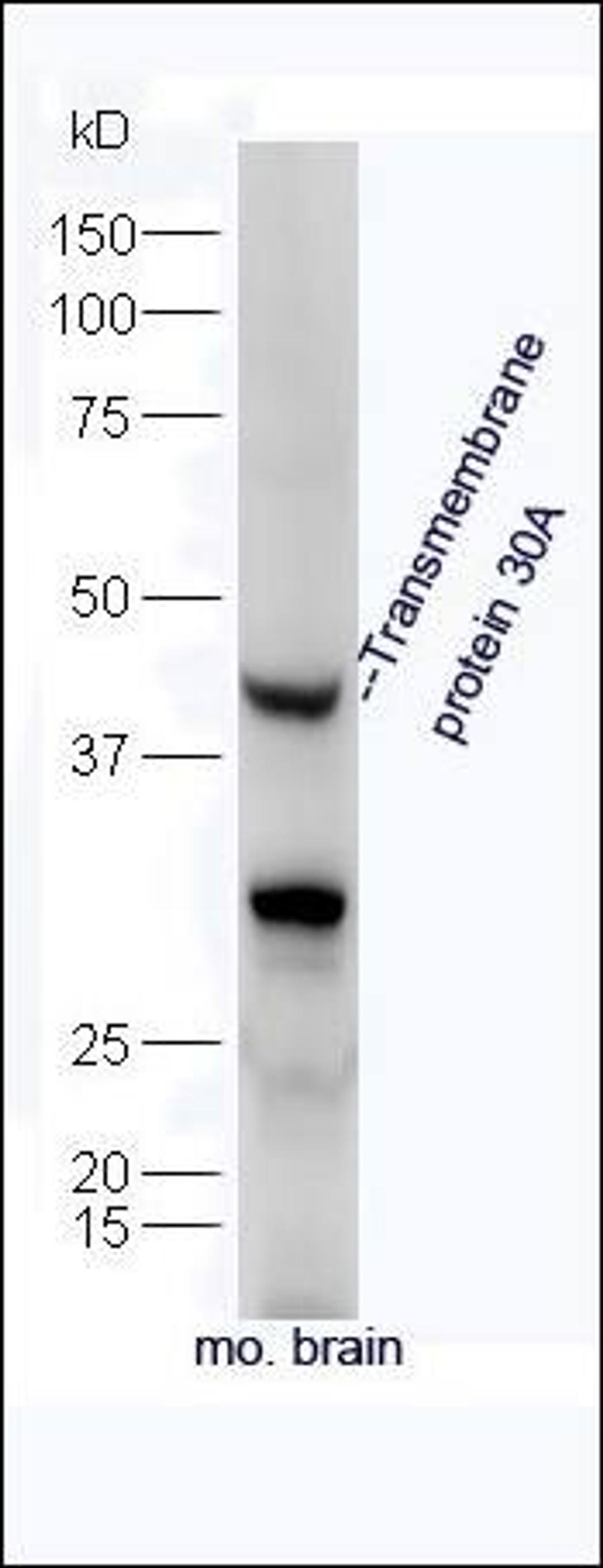 Western blot analysis of Mouse brain tissue using Transmembrane protein 30A antibody.