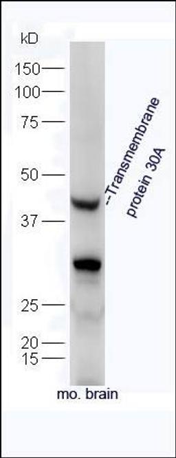 Western blot analysis of Mouse brain tissue using Transmembrane protein 30A antibody.