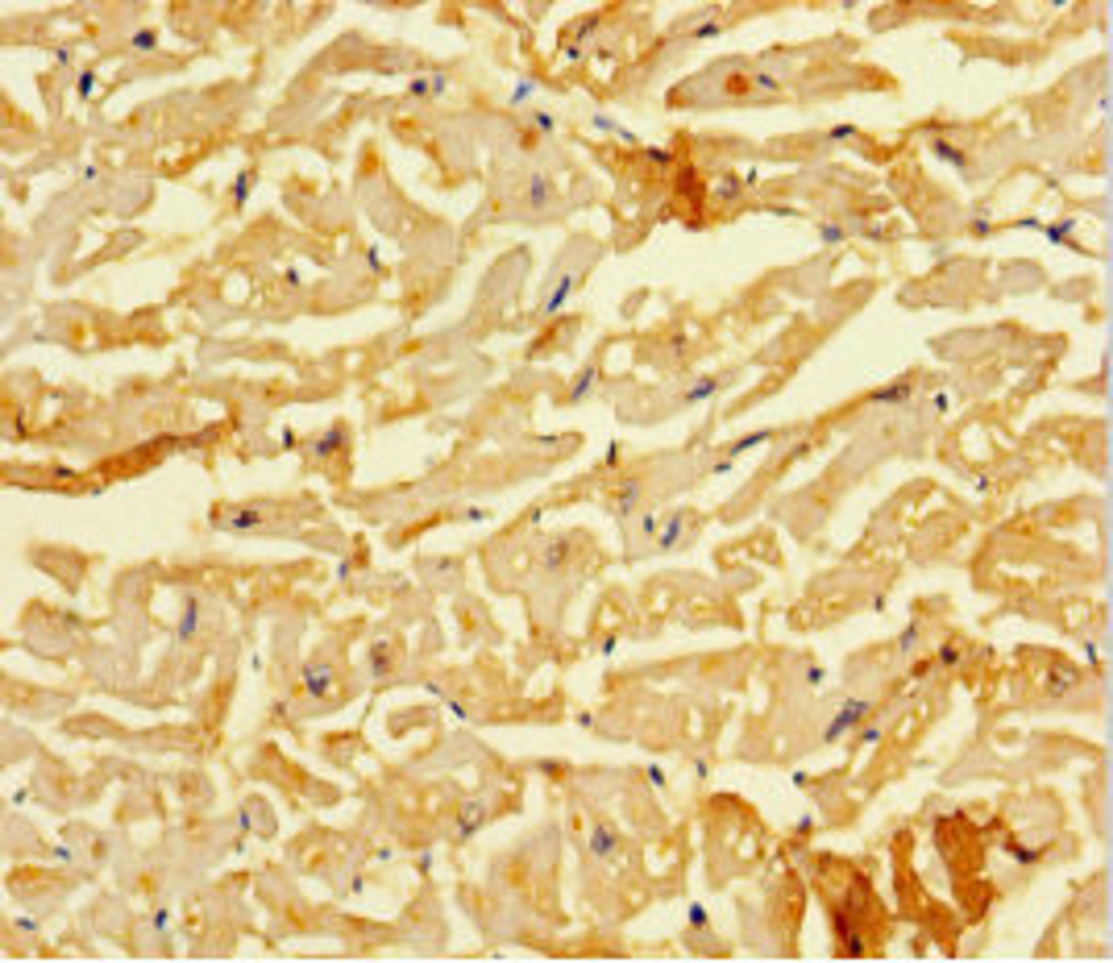 Immunohistochemistry of paraffin-embedded human heart tissue using CSB-PA618998HA01HU at dilution of 1:100