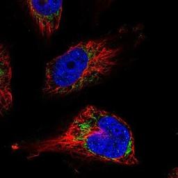 Immunocytochemistry/Immunofluorescence: UQCRFS1 Antibody [NBP1-87826] - Staining of human cell line U-251 MG shows positivity in mitochondria.