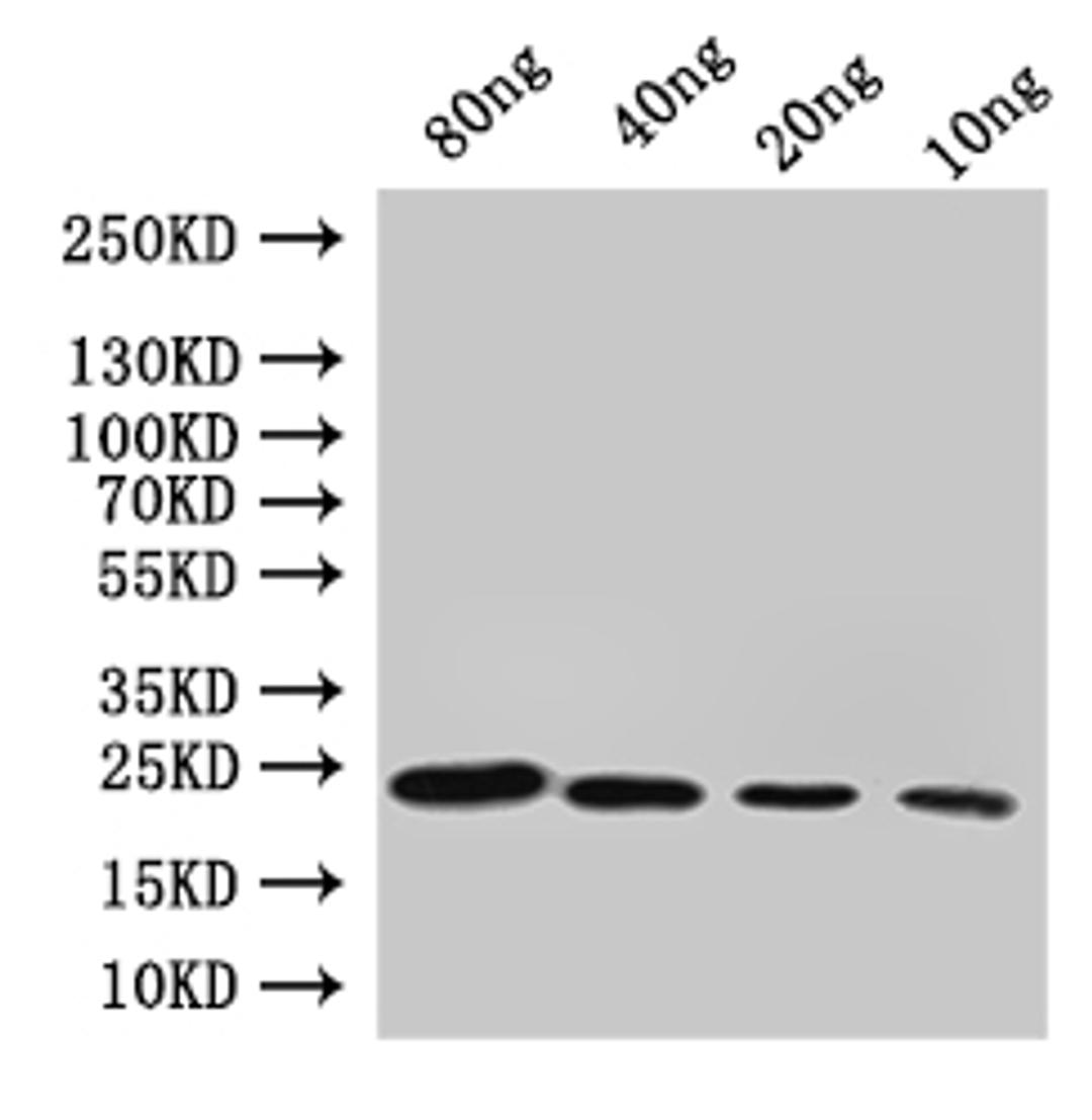 Western Blot. Positive WB detected in: recombinant protein. All lanes:cydA Antibody at 1:1000. Secondary. Goat polyclonal to rabbit IgG at 1/50000 dilution. Predicted band size: 22 kDa. Observed band size: 22 kDa.