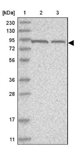 Western Blot: Virilizer Antibody [NBP1-85118] - Lane 1: Marker [kDa] 230, 130, 95, 72, 56, 36, 28, 17, 11<br/>Lane 2: Human cell line RT-4<br/>Lane 3: Human cell line U-251MG sp