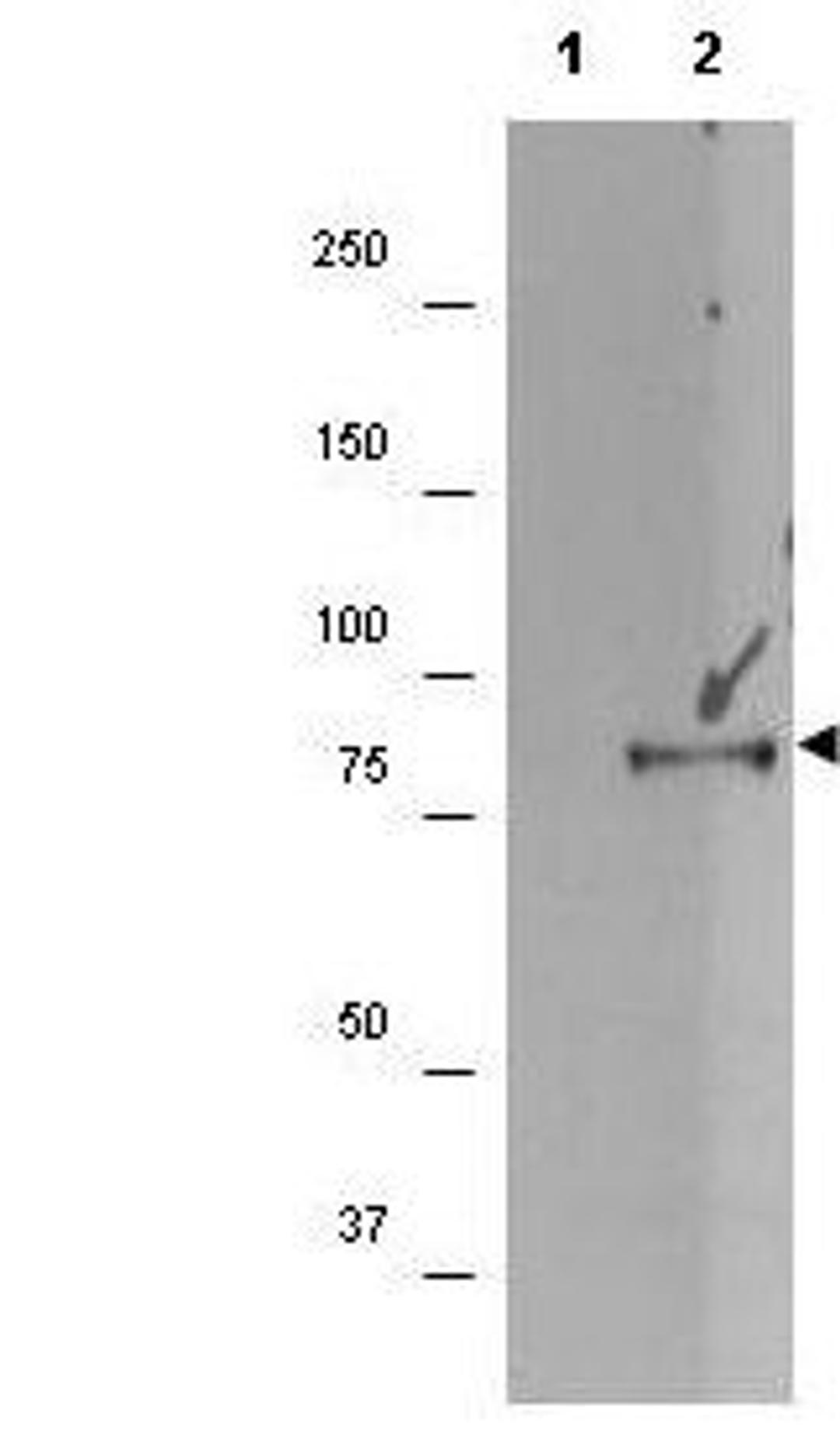 Western blot analysis of (lane 2) HEK293T cell lysates using p90 RSK1 (phospho-S732) antibody