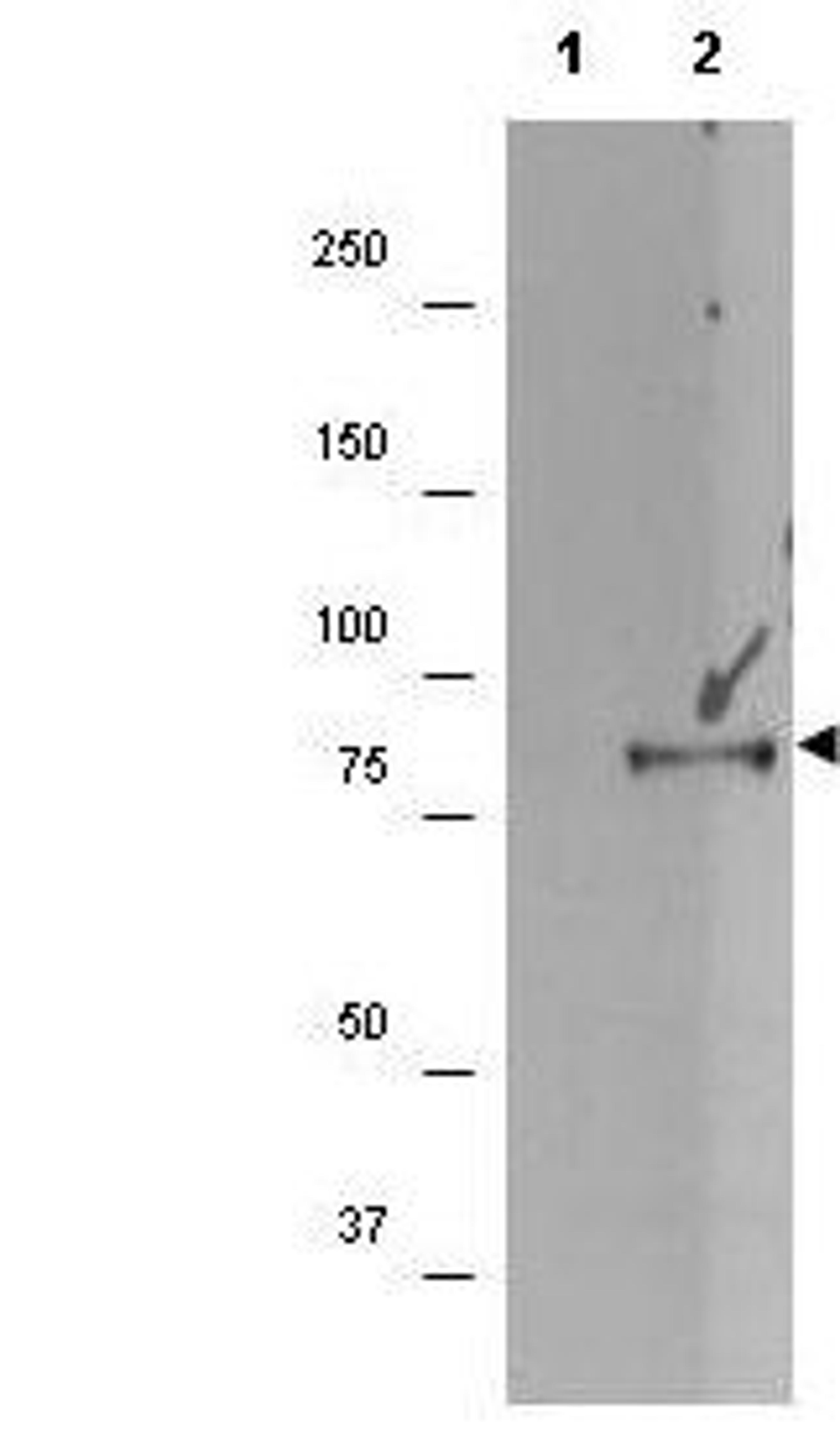 Western blot analysis of (lane 2) HEK293T cell lysates using p90 RSK1 (phospho-S732) antibody