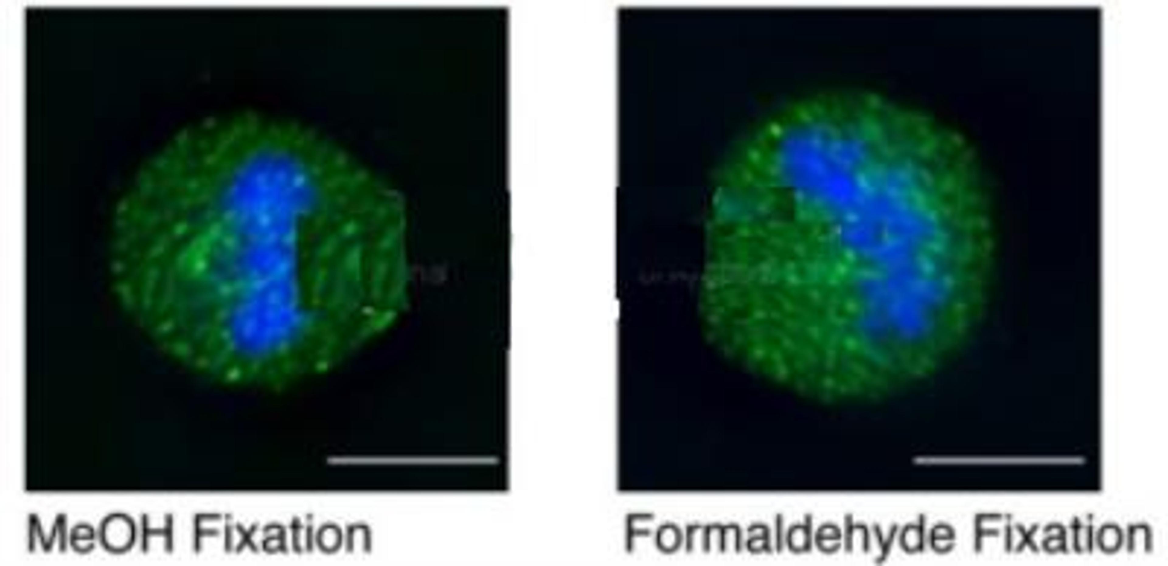 Immunocytochemistry/Immunofluorescence: GPSM2 Antibody [NBP1-53125] - Human cell lines.