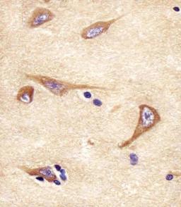 Antibody staining NPTX1 in human brain tissue sections by Immunohistochemistry (IHC-P - paraformaldehyde-fixed, paraffin-embedded sections).