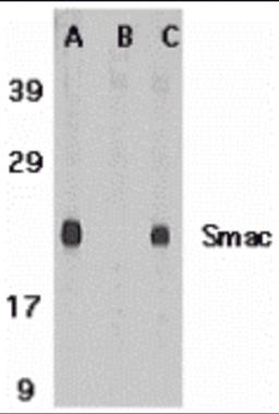 Western blot analysis of Smac in mouse heart tissue lysate in the absence (A) or presence (B) of blocking peptide and in rat heart tissue lysate with Smac antibody at 1 &#956;g /ml. 