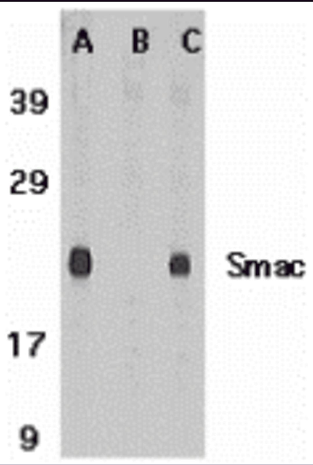 Western blot analysis of Smac in mouse heart tissue lysate in the absence (A) or presence (B) of blocking peptide and in rat heart tissue lysate with Smac antibody at 1 μg /ml.