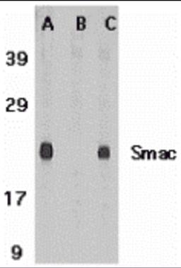 Western blot analysis of Smac in mouse heart tissue lysate in the absence (A) or presence (B) of blocking peptide and in rat heart tissue lysate with Smac antibody at 1 μg /ml.