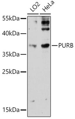 Western blot - PURB antibody (A18166)