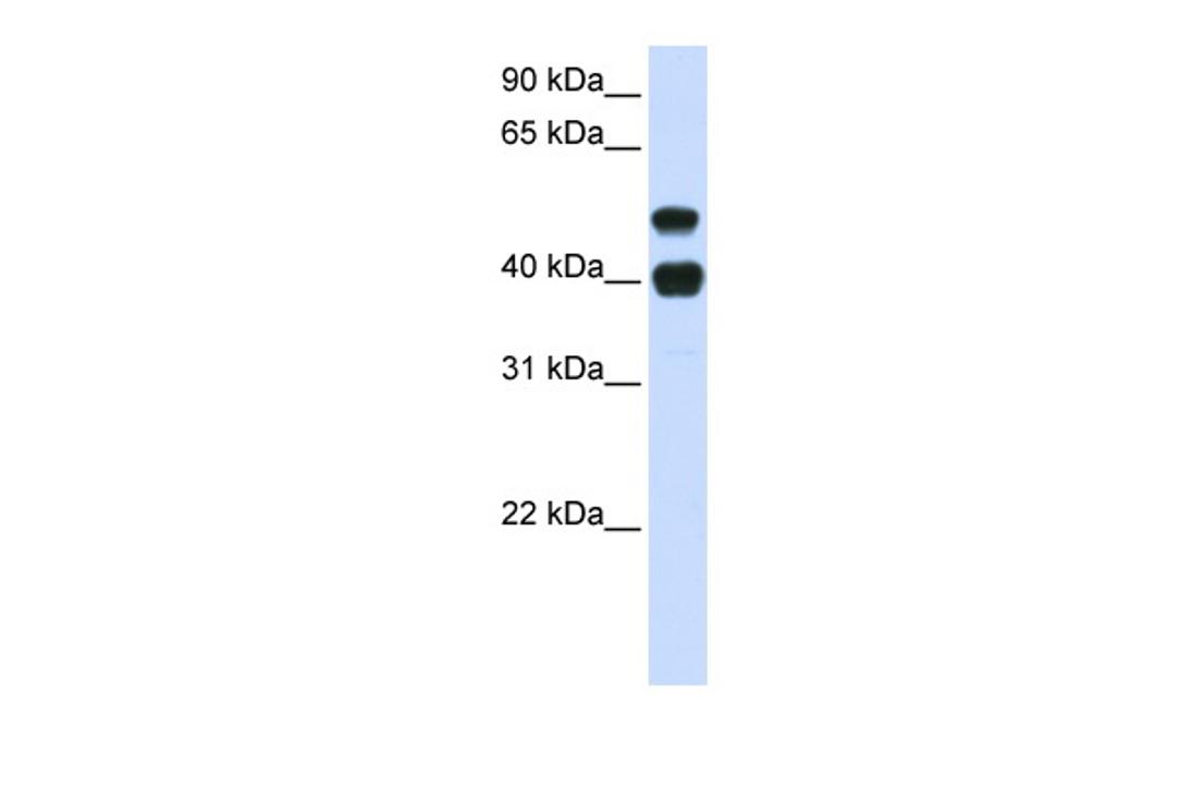 Antibody used in WB on Human Heart at 0.2-1 ug/ml.