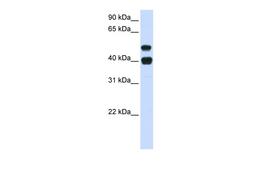 Antibody used in WB on Human Heart at 0.2-1 ug/ml.