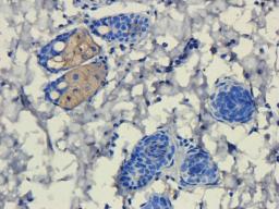 IHC-P staining of rat skin tissue using anti-FOXP3 (dilution at 1:200)