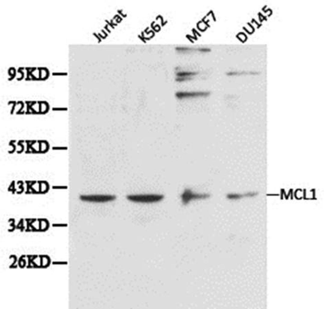 Western blot analysis of extracts of various cell line lysates using MCL1 antibody