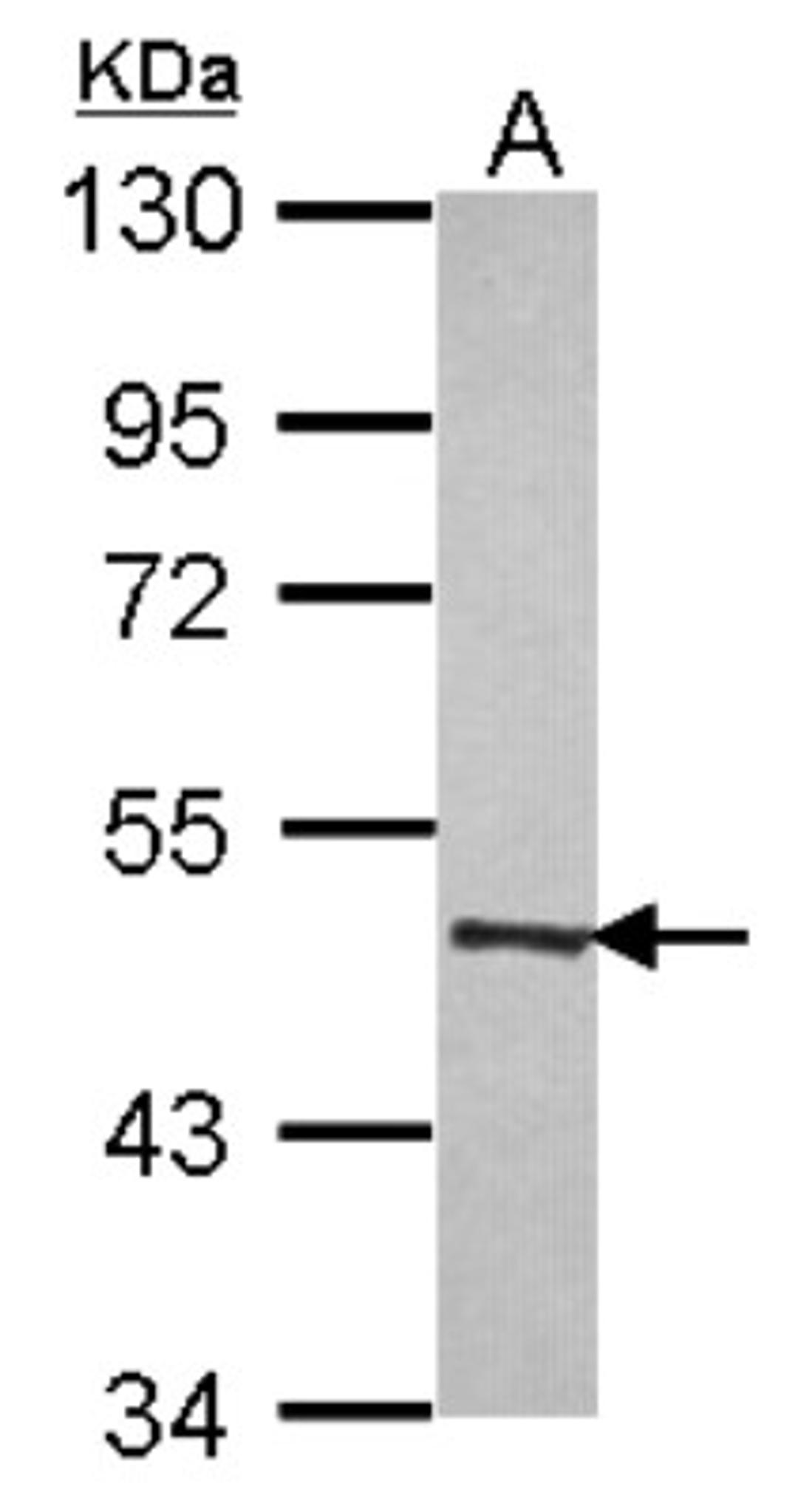 Western Blot: MOCS3 Antibody [NBP2-17320] - Sample (30 ug of whole cell lysate) A: HeLa 10% SDS PAGE gel, diluted at 1:1000.