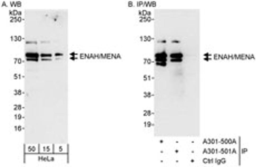 Detection of human ENAH/MENA by western blot and immunoprecipitation.