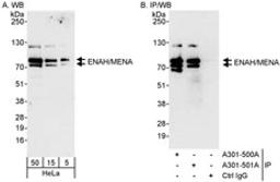 Detection of human ENAH/MENA by western blot and immunoprecipitation.