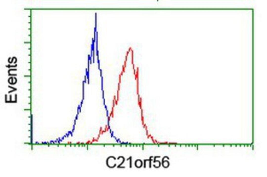 Flow Cytometry: C21orf56 Antibody (1H6) [NBP2-01999] - Analysis of Jurkat cells, using anti-C21orf56 antibody, (Red), compared to a nonspecific negative control antibody (Blue).