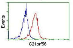 Flow Cytometry: C21orf56 Antibody (1H6) [NBP2-01999] - Analysis of Jurkat cells, using anti-C21orf56 antibody, (Red), compared to a nonspecific negative control antibody (Blue).