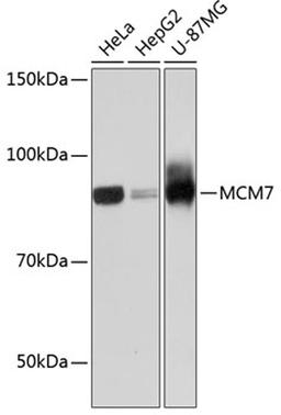 Western blot - MCM7 Rabbit mAb (A11325)