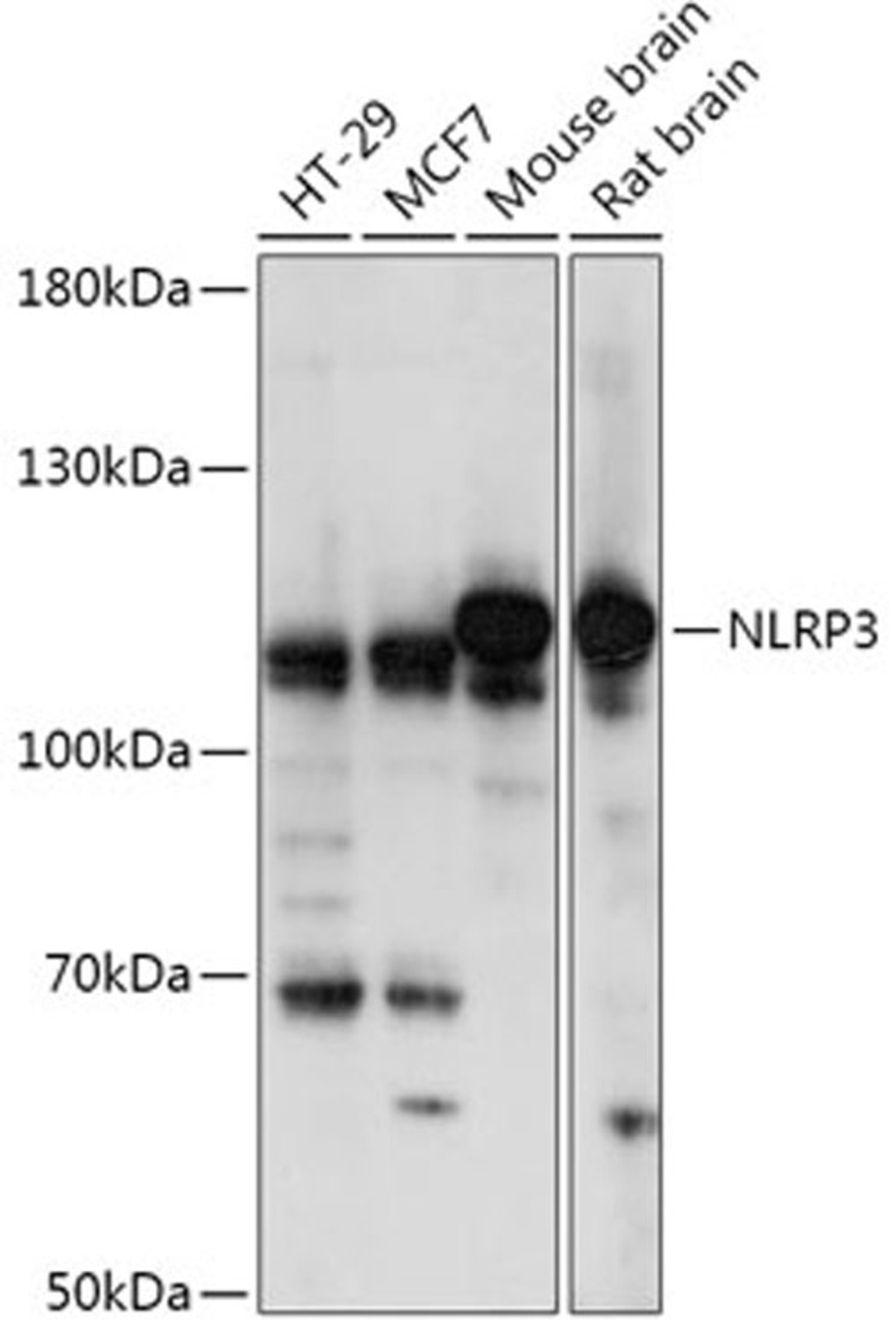 Western blot - NLRP3 antibody (A14223)