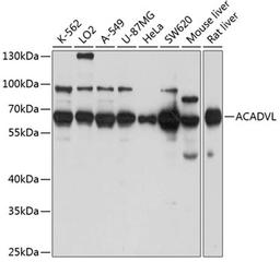 Western blot - ACADVL antibody (A7865)