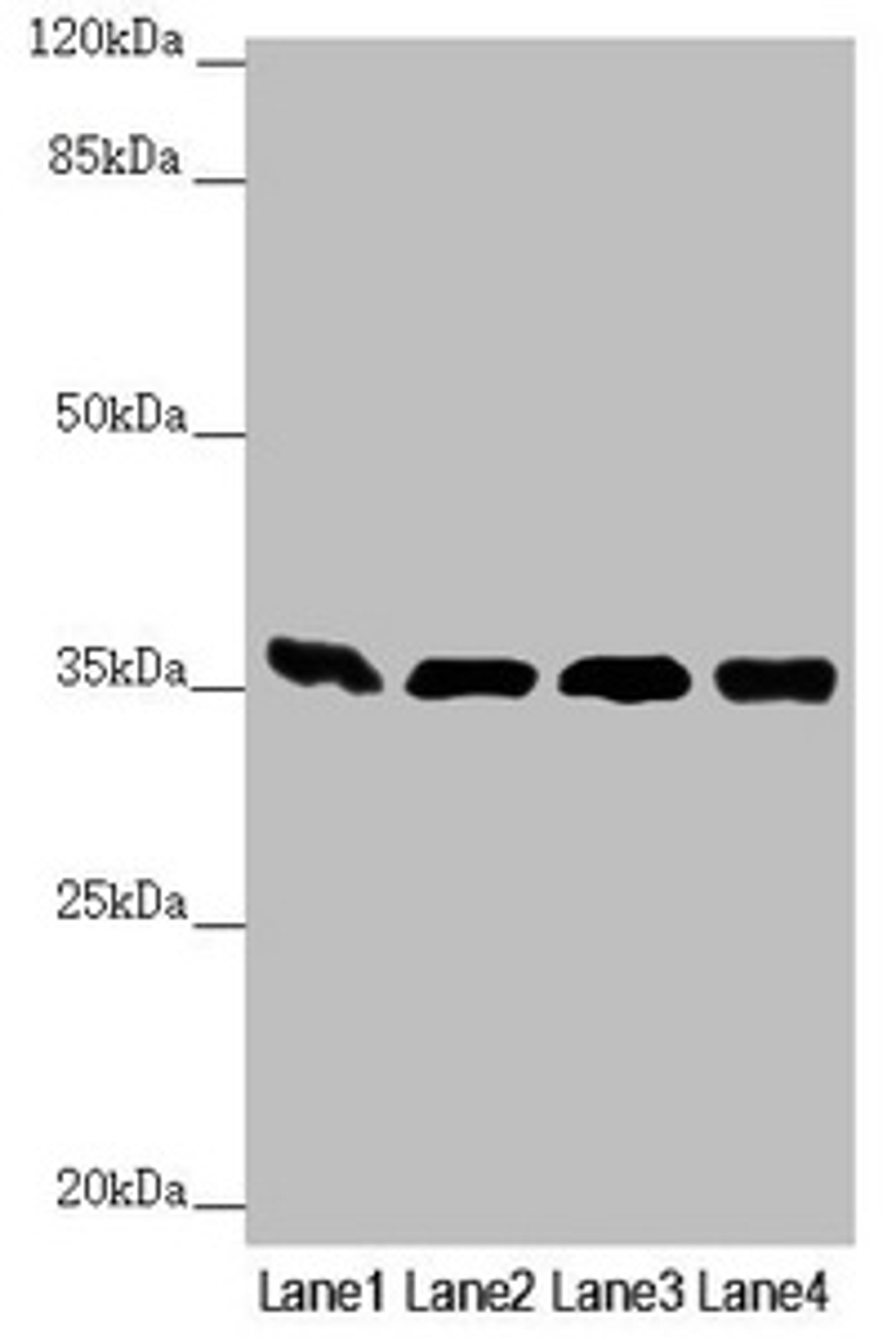Western blot. All lanes: GNB2 antibody at 1.87 ug/ml. Lane 1: Mouse liver tissue. Lane 2: Mouse lung tissue. Lane 3: NIH/3T3 whole cell lysate. Lane 4: Jurkat whole cell lysate. Secondary. Goat polyclonal to rabbit IgG at 1/10000 dilution. Predicted band size: 38, 26 kDa. Observed band size: 38 kDa.