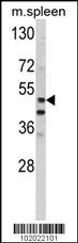 Western blot analysis of hMMP10-R409 in mouse spleen tissue lysates (35ug/lane)