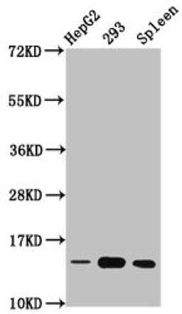 Western Blot. Positive WB detected in: HepG2 whole cell lysate, 293 whole cell lysate, Rat spleen tissue. All lanes: HIST1H2BC antibody at 0.76µg/ml. Secondary. Goat polyclonal to rabbit IgG at 1/50000 dilution. Predicted band size: 14 kDa. Observed band size: 14 kDa