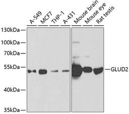 Western blot - GLUD2 antibody (A6604)