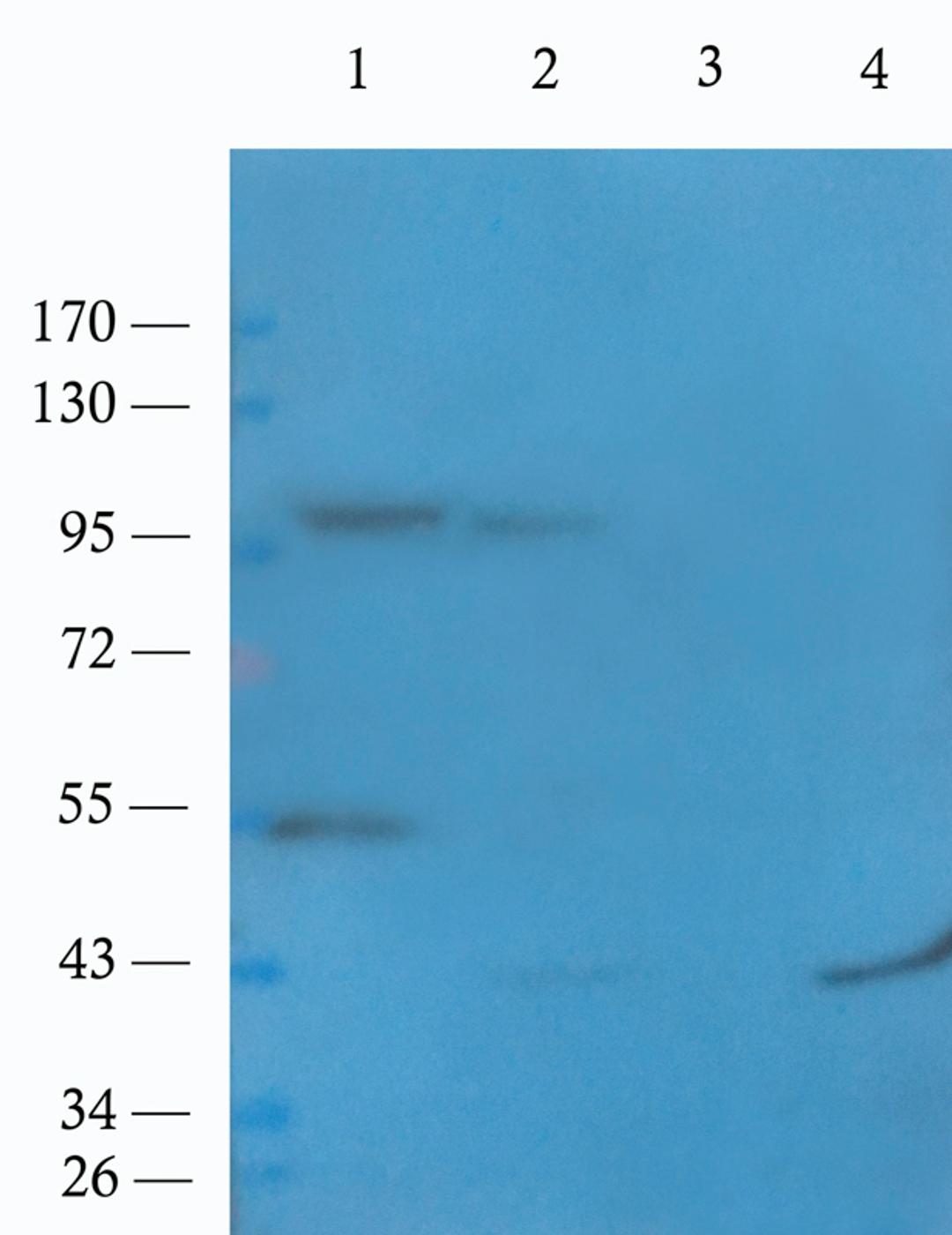 Western blot analysis of rat lung (lane 1), rat kidney (lane 2), mouse muscle (lane 3), rat liver (lane 4) using NRF2 antibody (1 ug/ml)