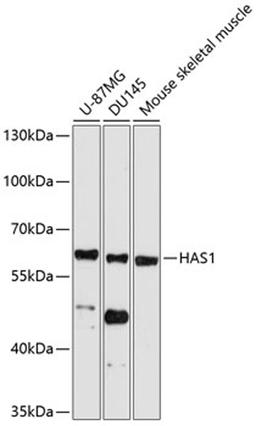 Western blot - HAS1 antibody (A10453)