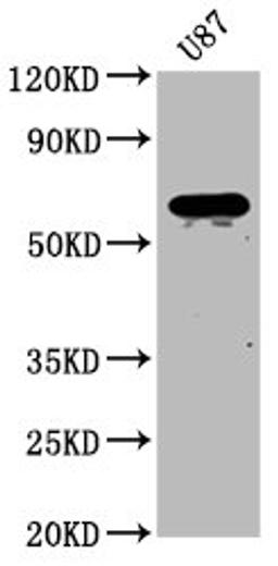 Western Blot. Positive WB detected in: U87 whole cell lysate. All lanes: NPRL3 antibody at 2.7µg/ml. Secondary. Goat polyclonal to rabbit IgG at 1/50000 dilution. Predicted band size: 64 kDa. Observed band size: 64 kDa