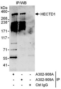 Detection of human HECTD1 by western blot of immunoprecipitates.